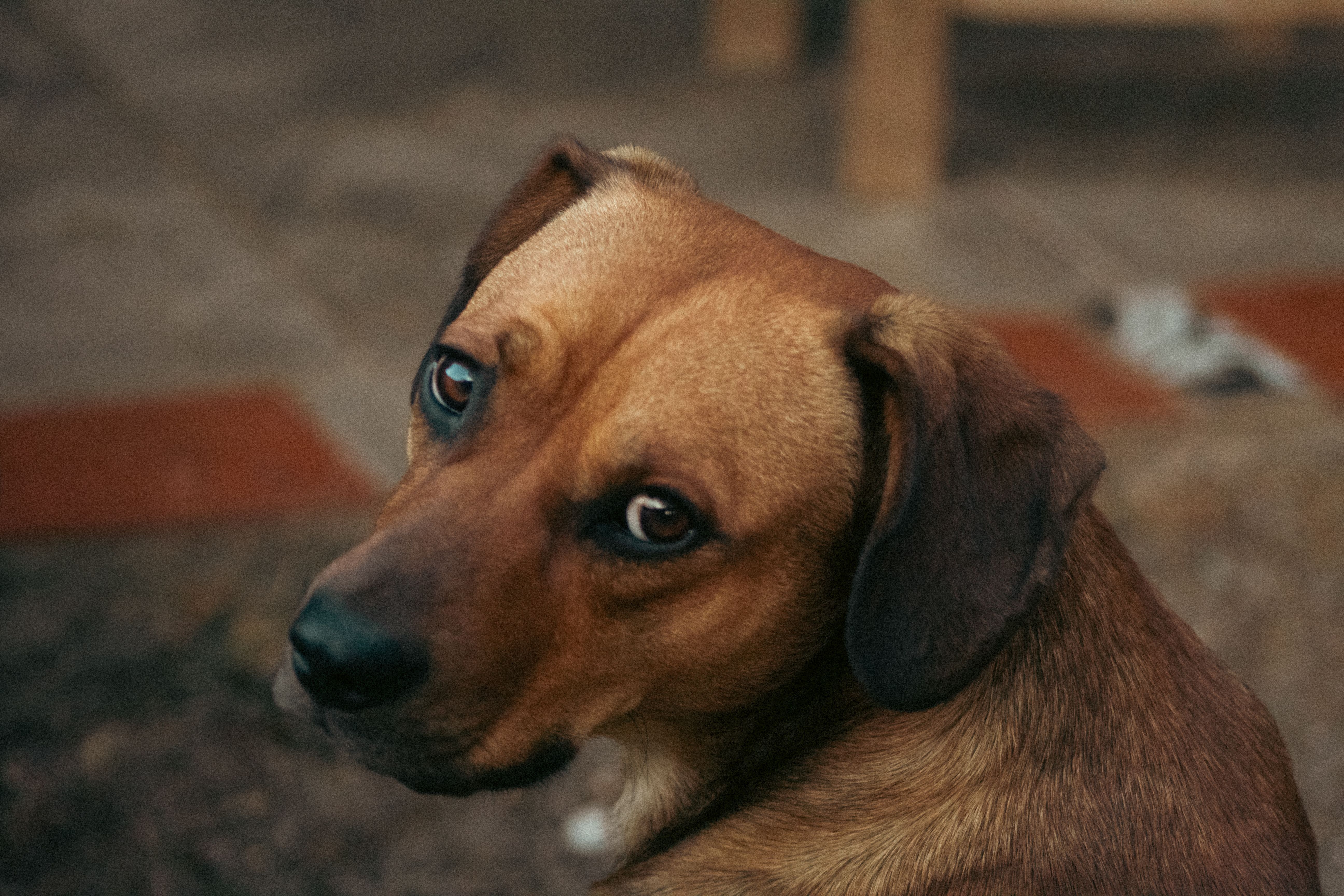 A dog undergoing diagnostic blood testing at a veterinary clinic
