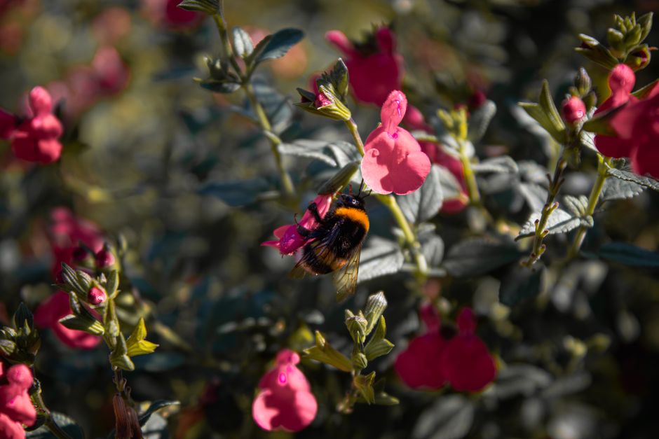 Bijenvriendelijke planten op zonnig balkon. Bijenvriendelijke planten op zonnig balkon.