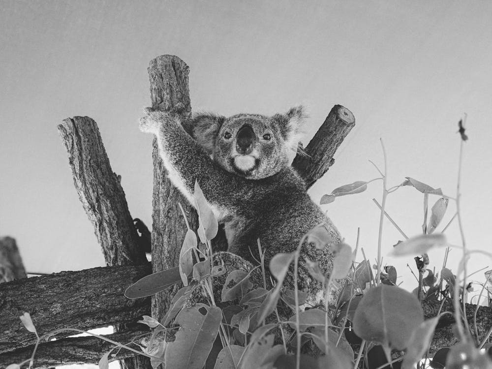 Monochrome Photo of Koala Bear on Tree Branch