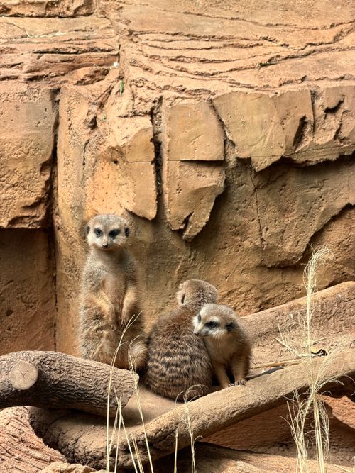 Free A group of meerkats standing alert on rock formations in a zoo setting, displaying social behavior. Stock Photo