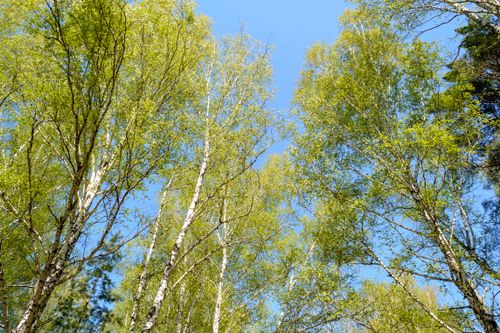 Free Lush green birch trees in a peaceful spring forest with a bright blue sky overhead. Stock Photo