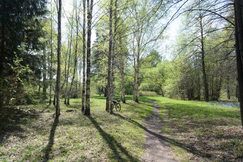 Free A peaceful spring scene featuring a forest path with dappled sunlight and a bicycle by the trees. Stock Photo