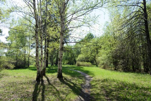 Free Peaceful forest path surrounded by lush green birch trees in spring sunlight. Stock Photo