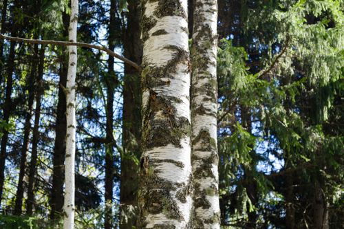 Free Captivating view of birch trees surrounded by lush green forest greenery, evoking peace and natural harmony. Stock Photo