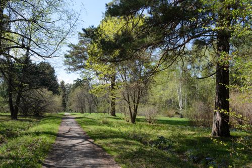 Free Tranquil forest path captured in spring with lush greenery and bright light. Stock Photo