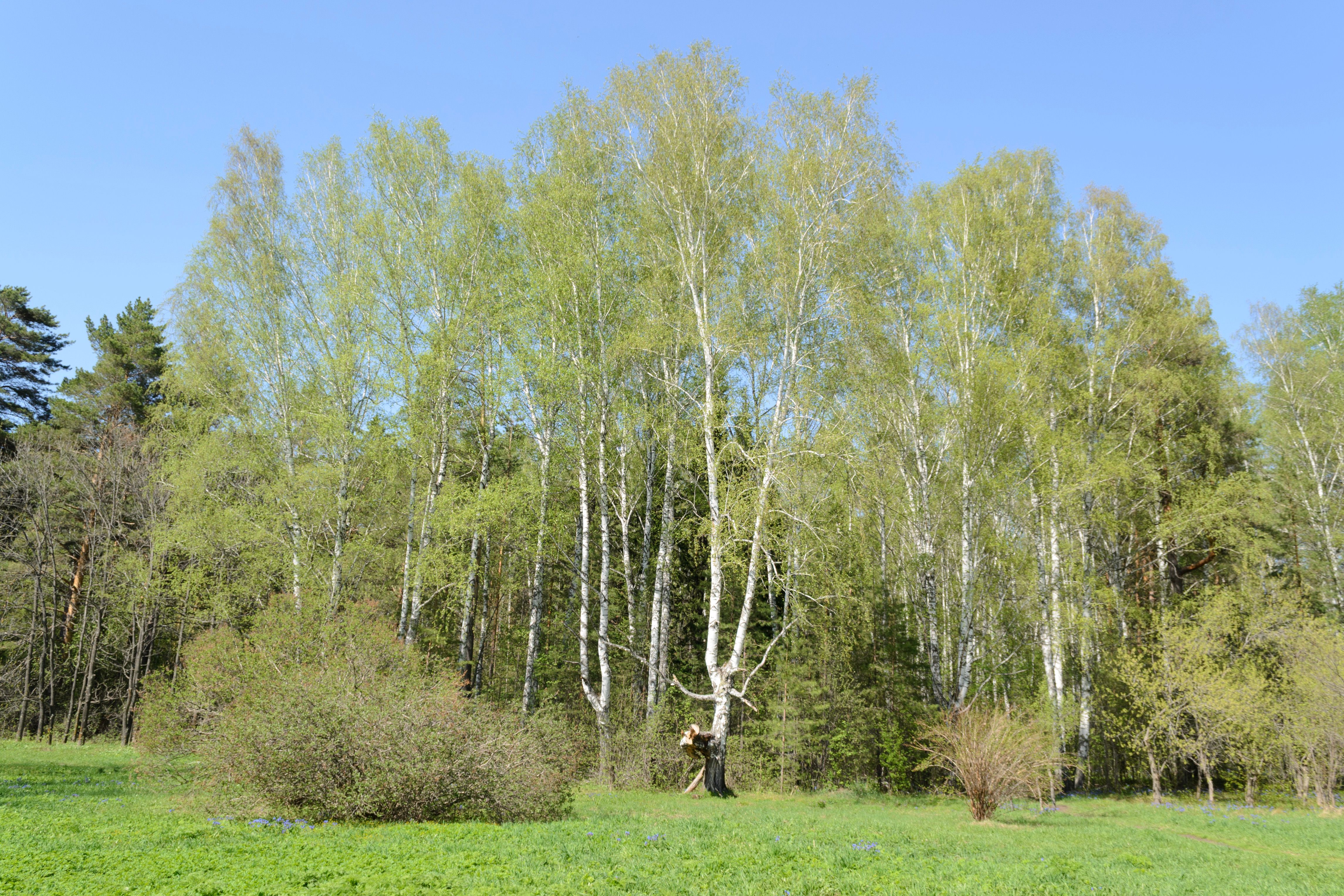 Tranquil Spring Forest of Birch Trees · Free Stock Photo
