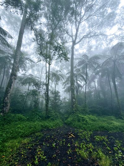 Misty rainforest, photo by wahyuy on Pexels