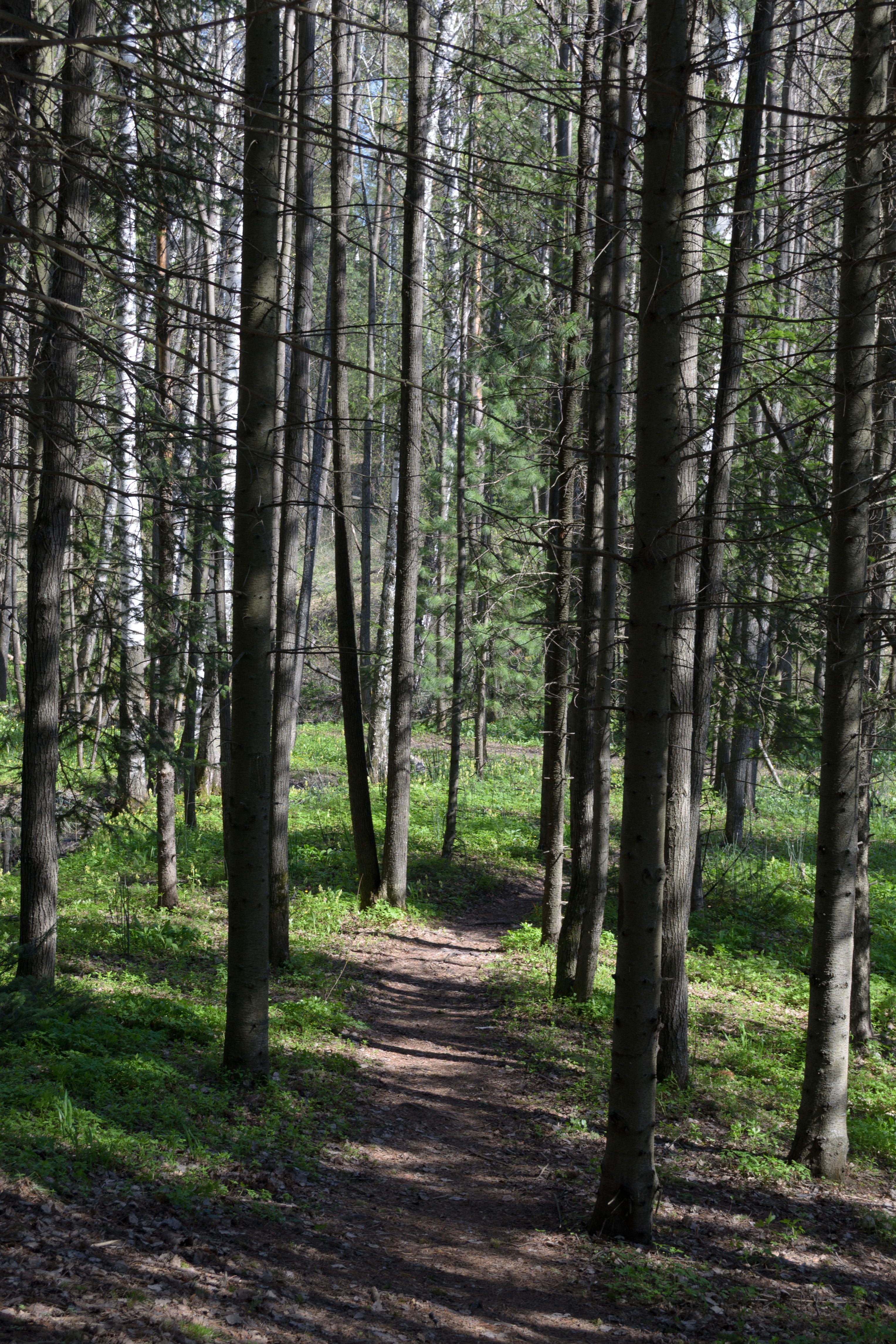 Serene Forest Pathway in Lush Greenery · Free Stock Photo