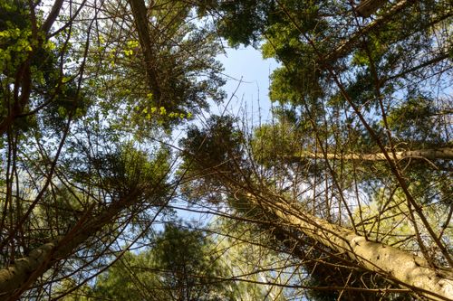 Free A calming upward look at leafy trees in a serene forest, bathed in spring sunshine. Stock Photo