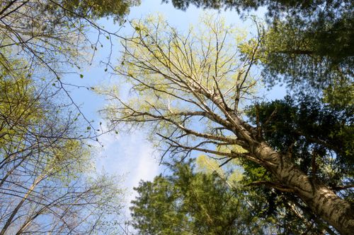 Free A peaceful view looking up through a spring forest canopy, highlighting fresh green leaves against a blue sky. Stock Photo