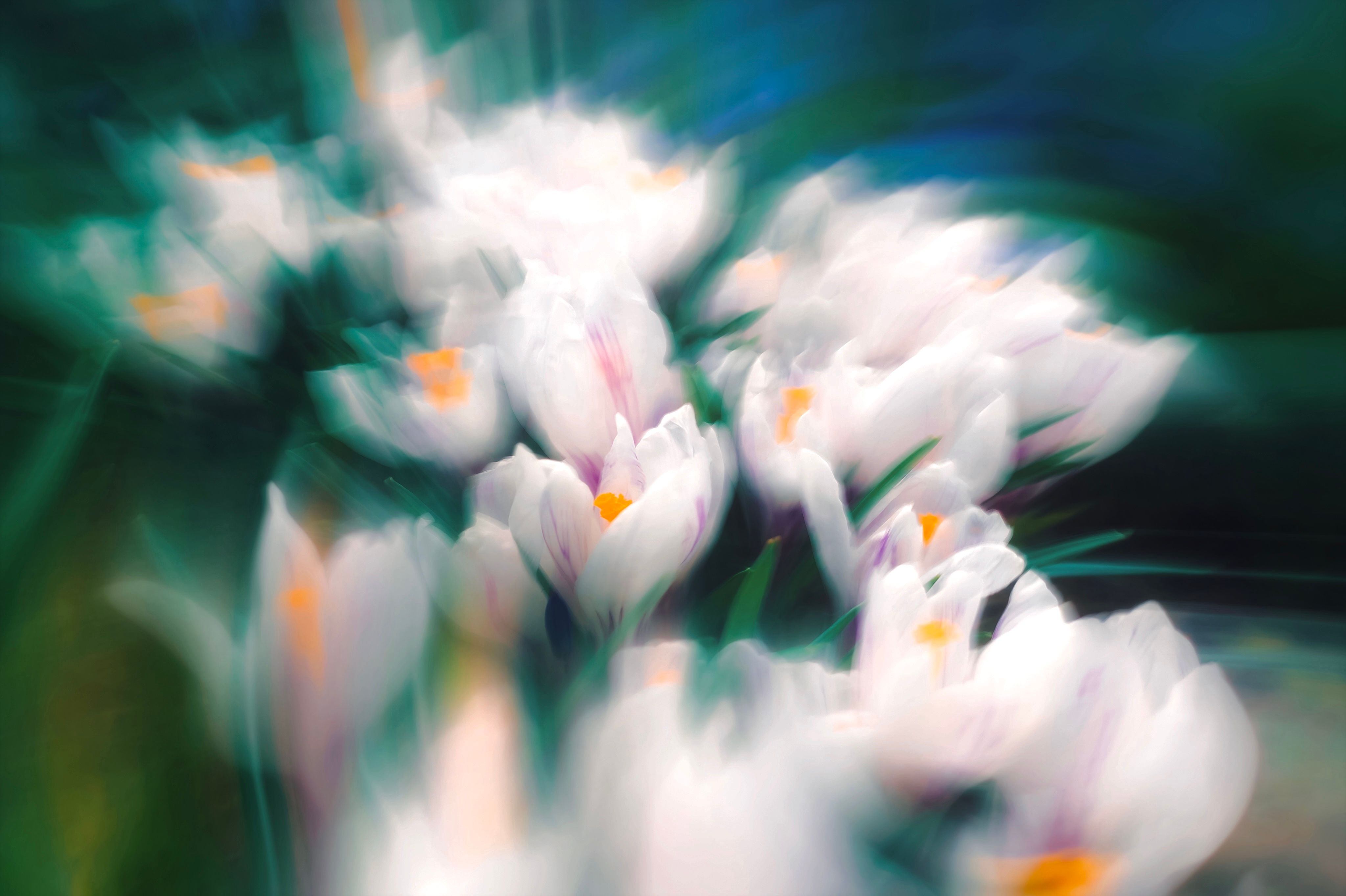 Artistic blur photo showcasing delicate white crocuses in spring. Perfect for nature themes.