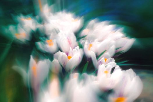 Artistic blur photo showcasing delicate white crocuses in spring. Perfect for nature themes.