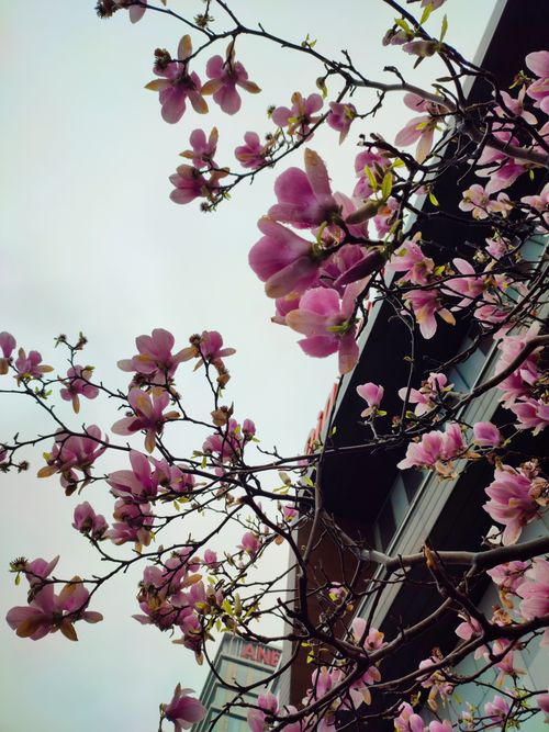 Free Vibrant pink magnolia flowers in full bloom against urban architecture, capturing spring ambiance. Stock Photo