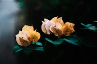 艺术镜头捕捉了黄色和桃色的九重葛花，叶子浓郁，展现了自然之美与细节