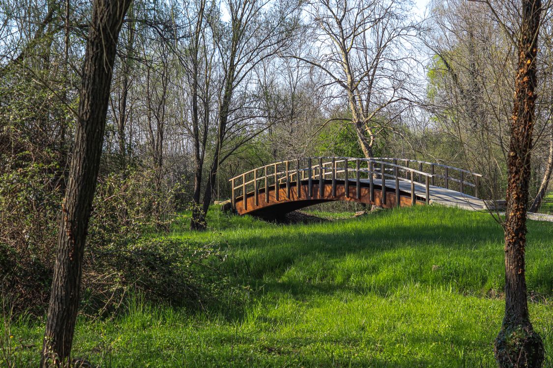 Springtime Forest Bridge Scenic Wooden Bridge in Spring Forest · Free Stock Photo