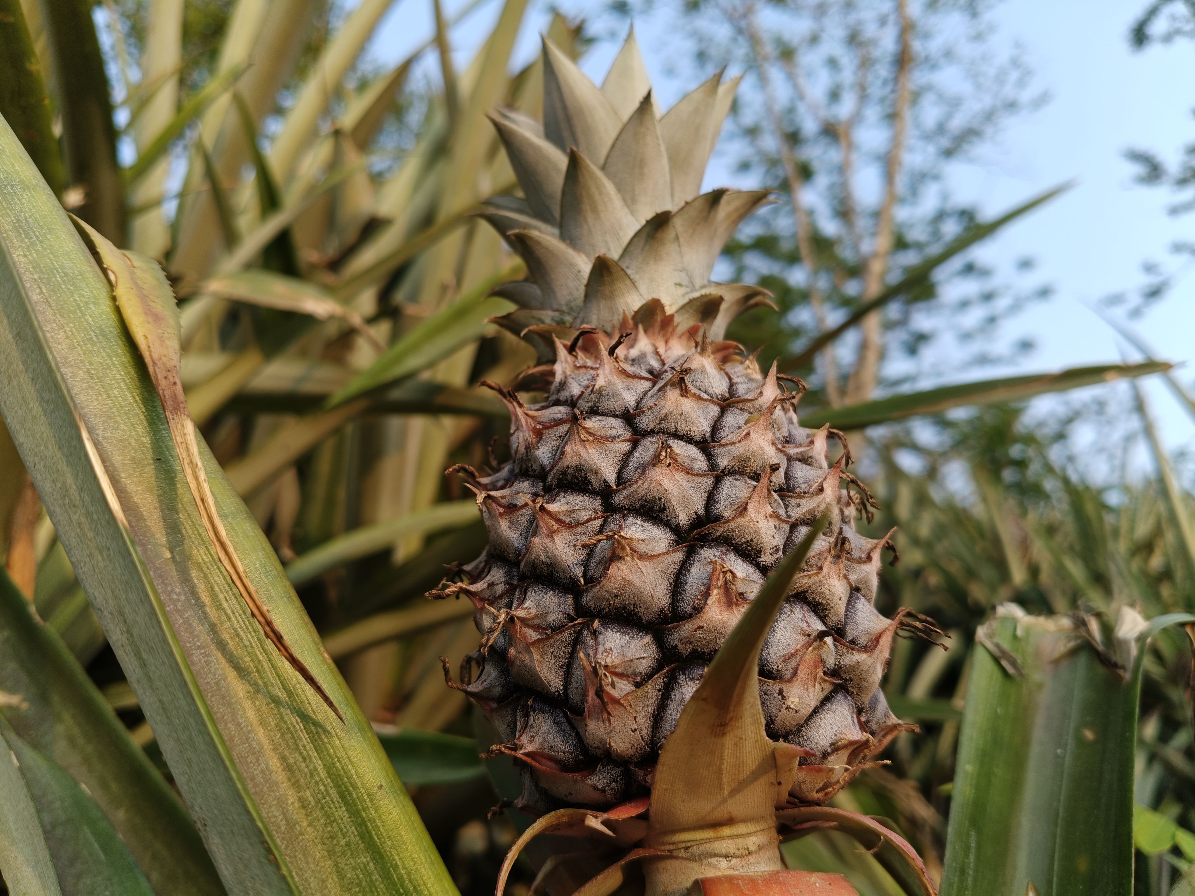 Pineapple
