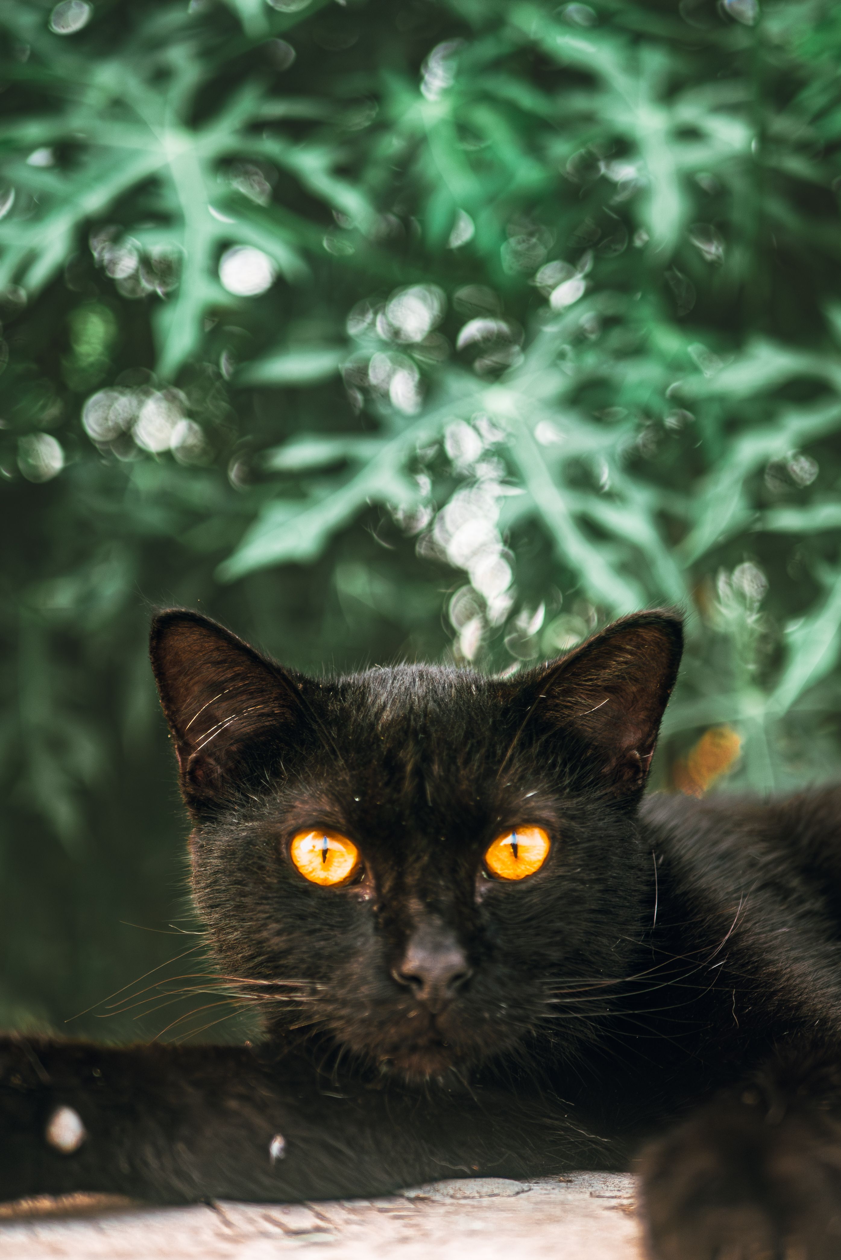 A black cat is looking at the camera · Free Stock Photo