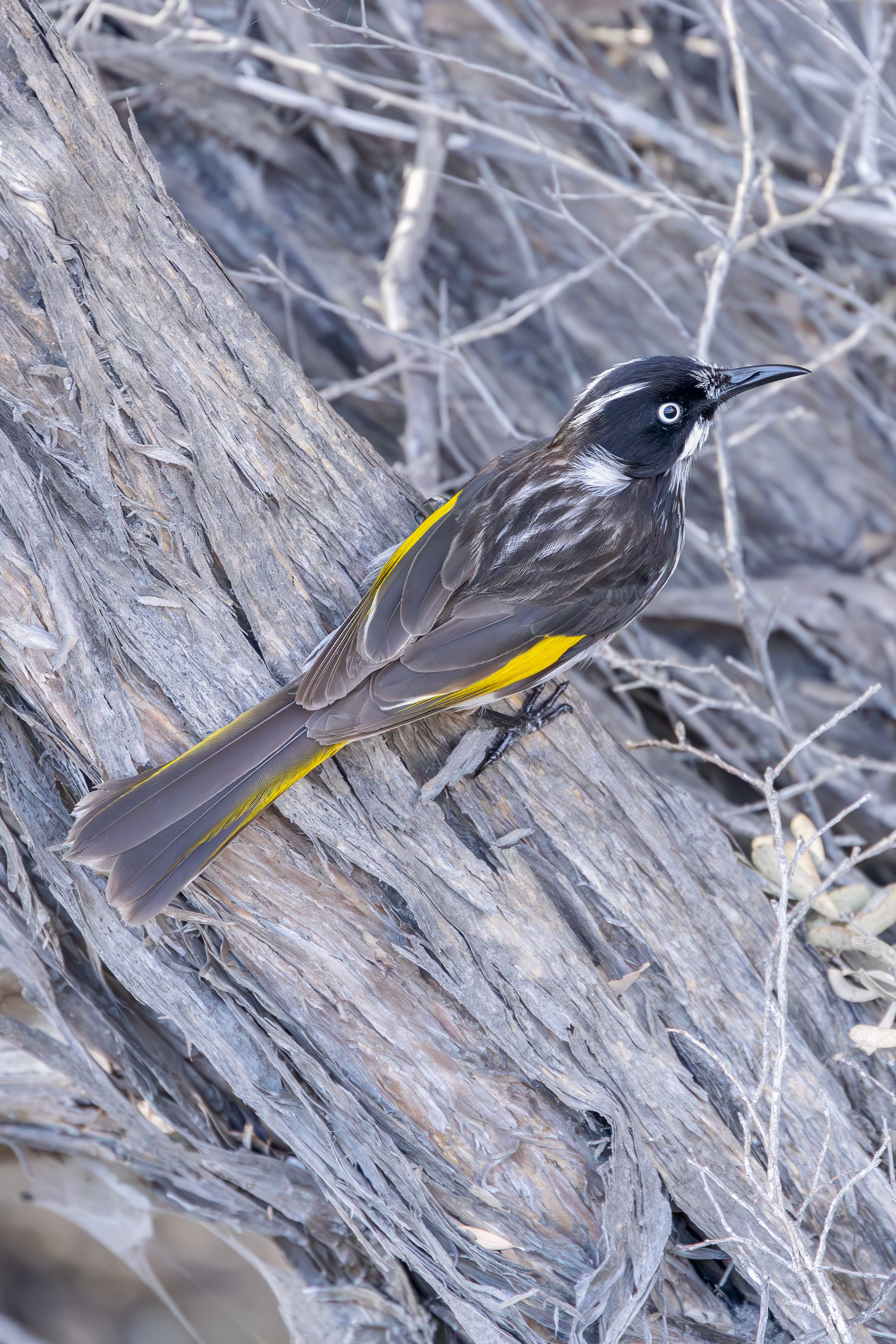 Close-up of New Holland Honeyeater perched on a tree in Jervis Bay, Australia.