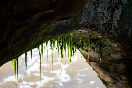 Free stock photo of arch, beach, green