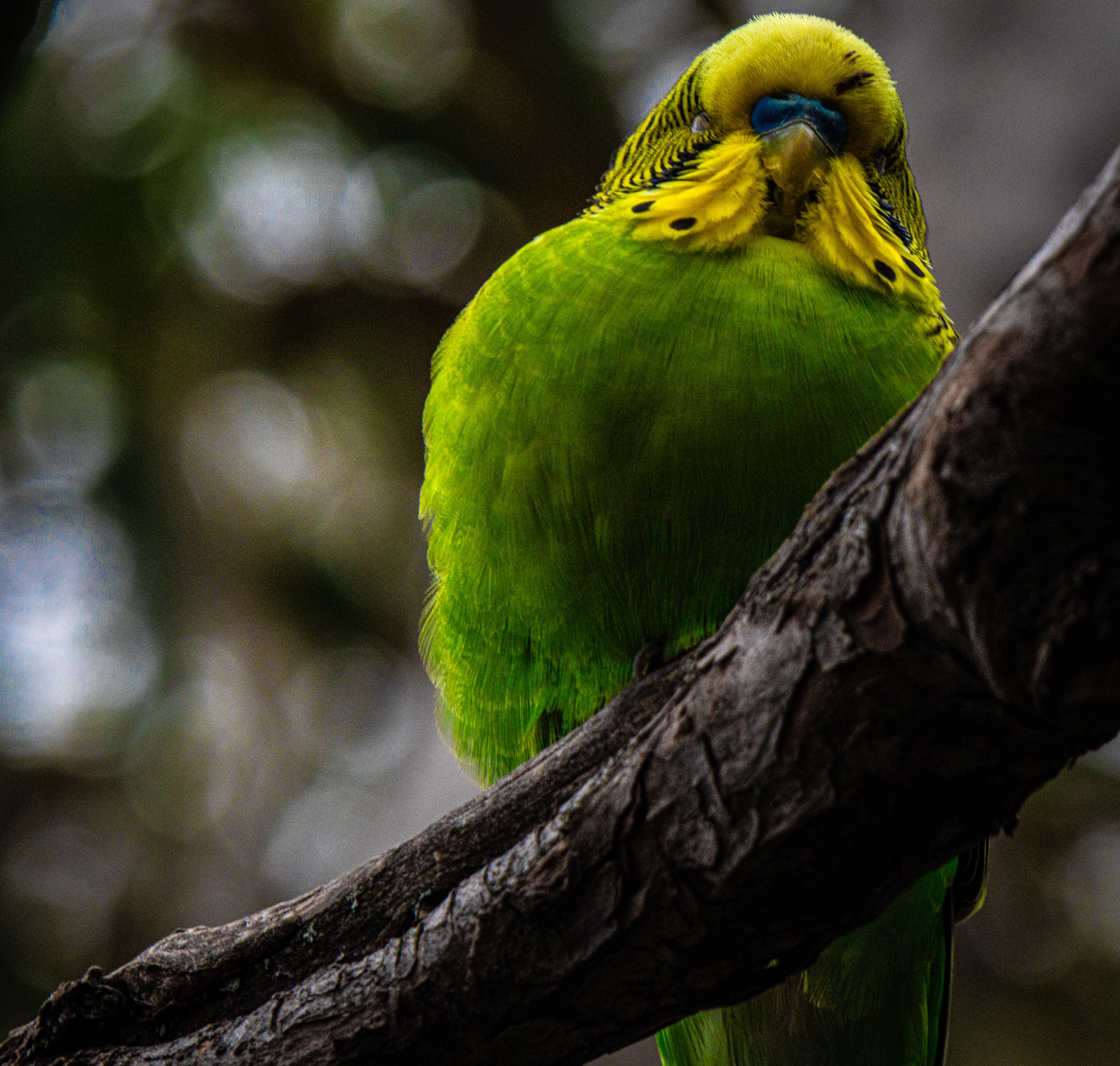 Close-up of a vibrant green parrot resting on a tree branch with a blurred natural background.