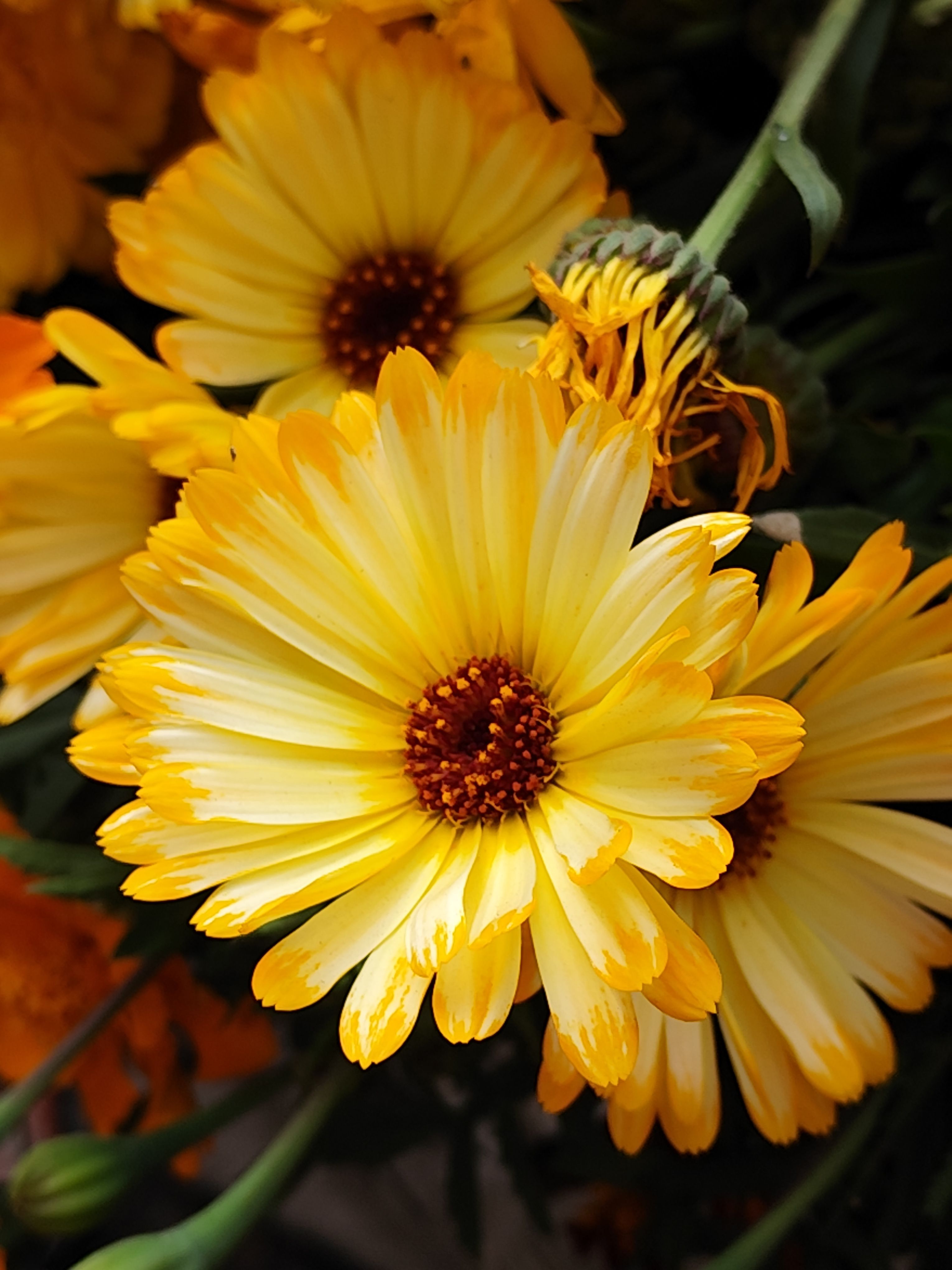 Closeup of vibrant yellow marigold flowers in full bloom showcasing natural beauty.