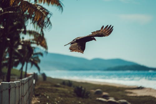 Bird Flying over Sea Shore