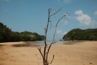 A serene beach scene in Jawa Timur, Indonesia, featuring a solitary tree and lush greenery under a clear sky.