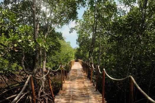 A scenic view of a rustic wooden bridge amidst dense mangrove trees in East Java, Indonesia.