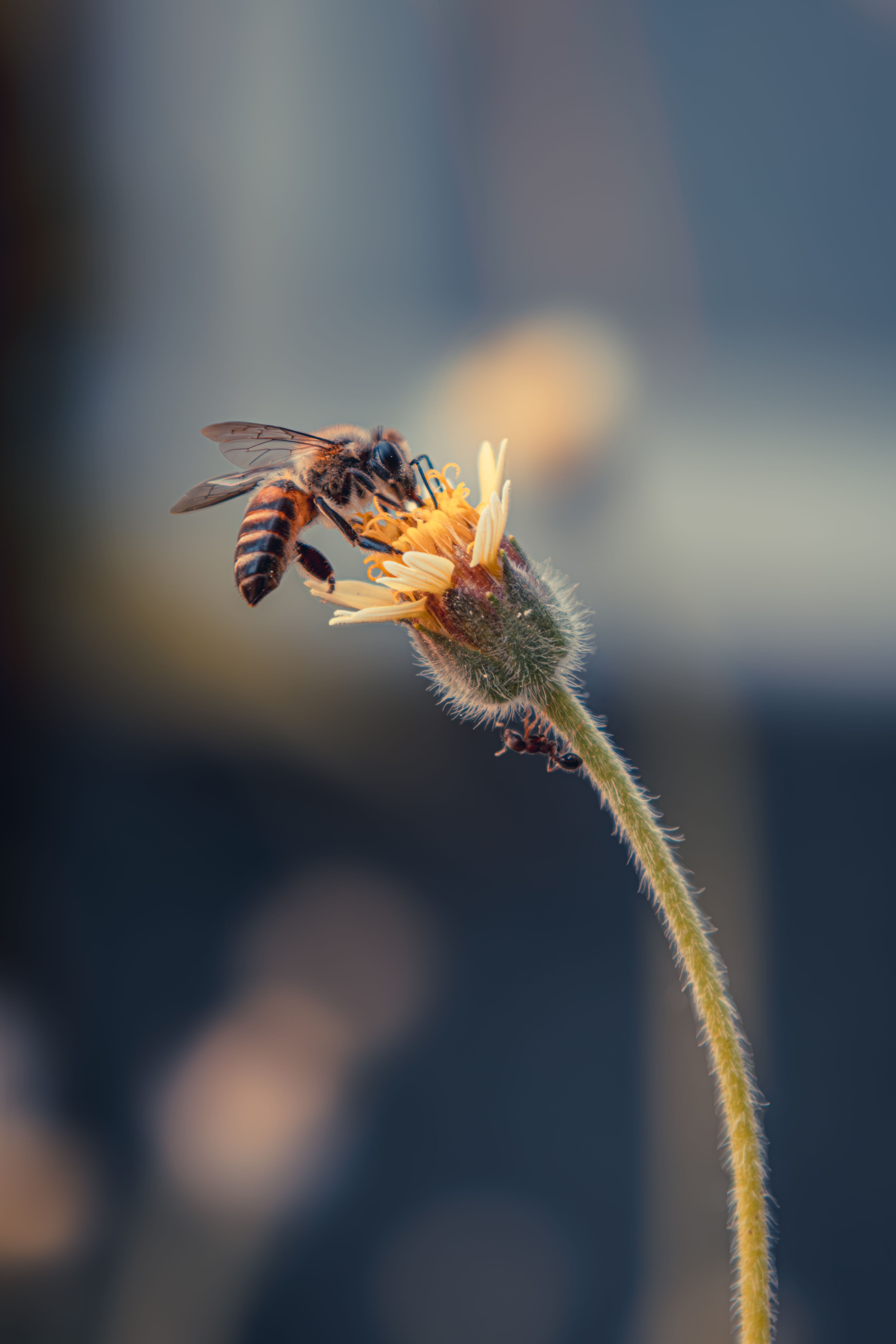 Gratuit Imagine macro a unei albine care colectează nectar dintr-o floare, evidențiind polenizarea. Fotografie de stoc