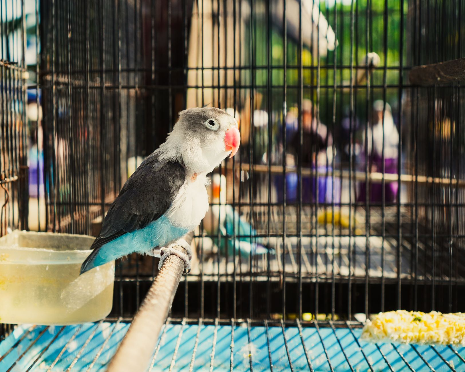 Best Budget Bird Cages Under $50 (2026) – Durable, Spacious Homes That Don’t Break the Bank