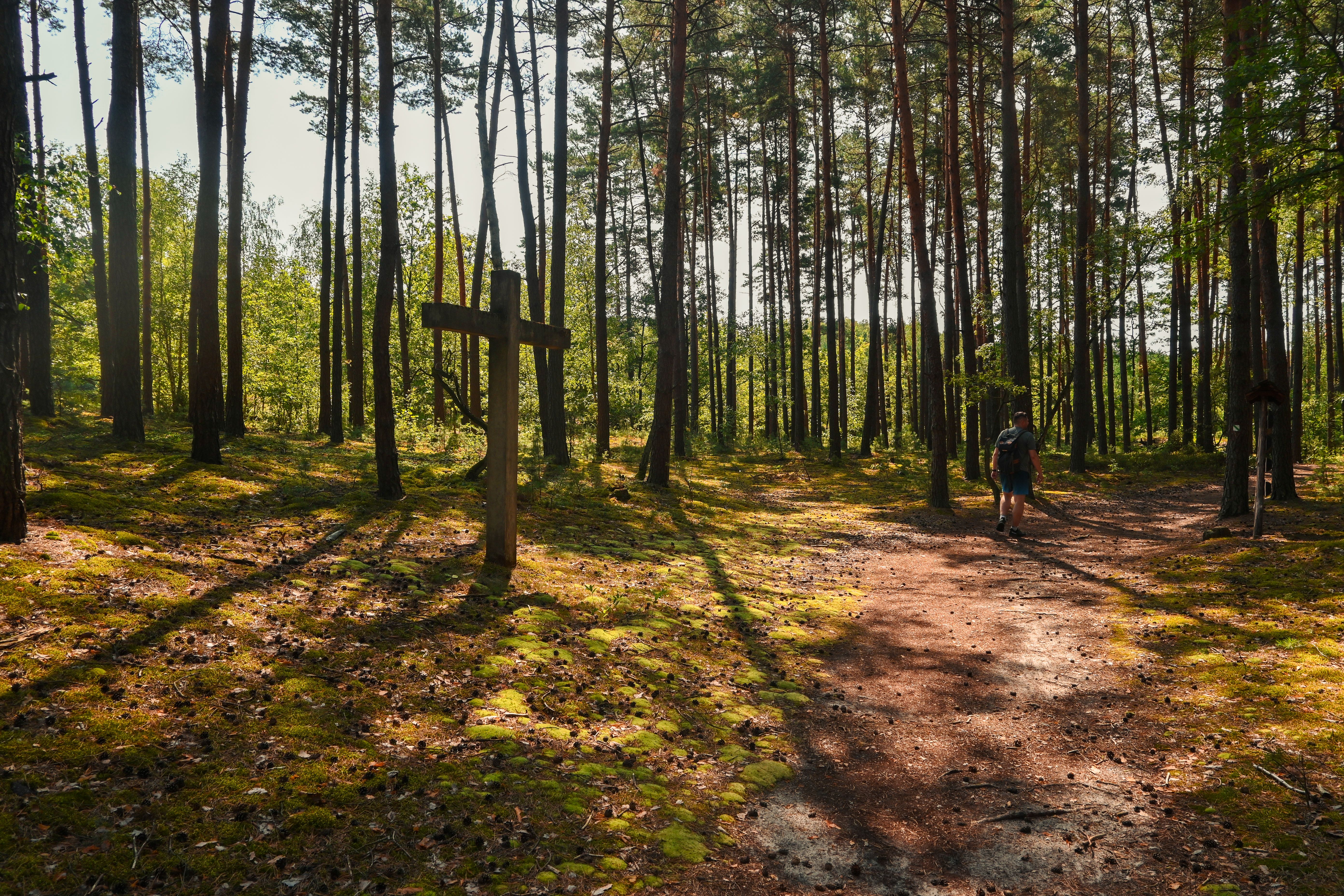 Nationaal Park Białowieża: Oerbos vol wilde wisenten
