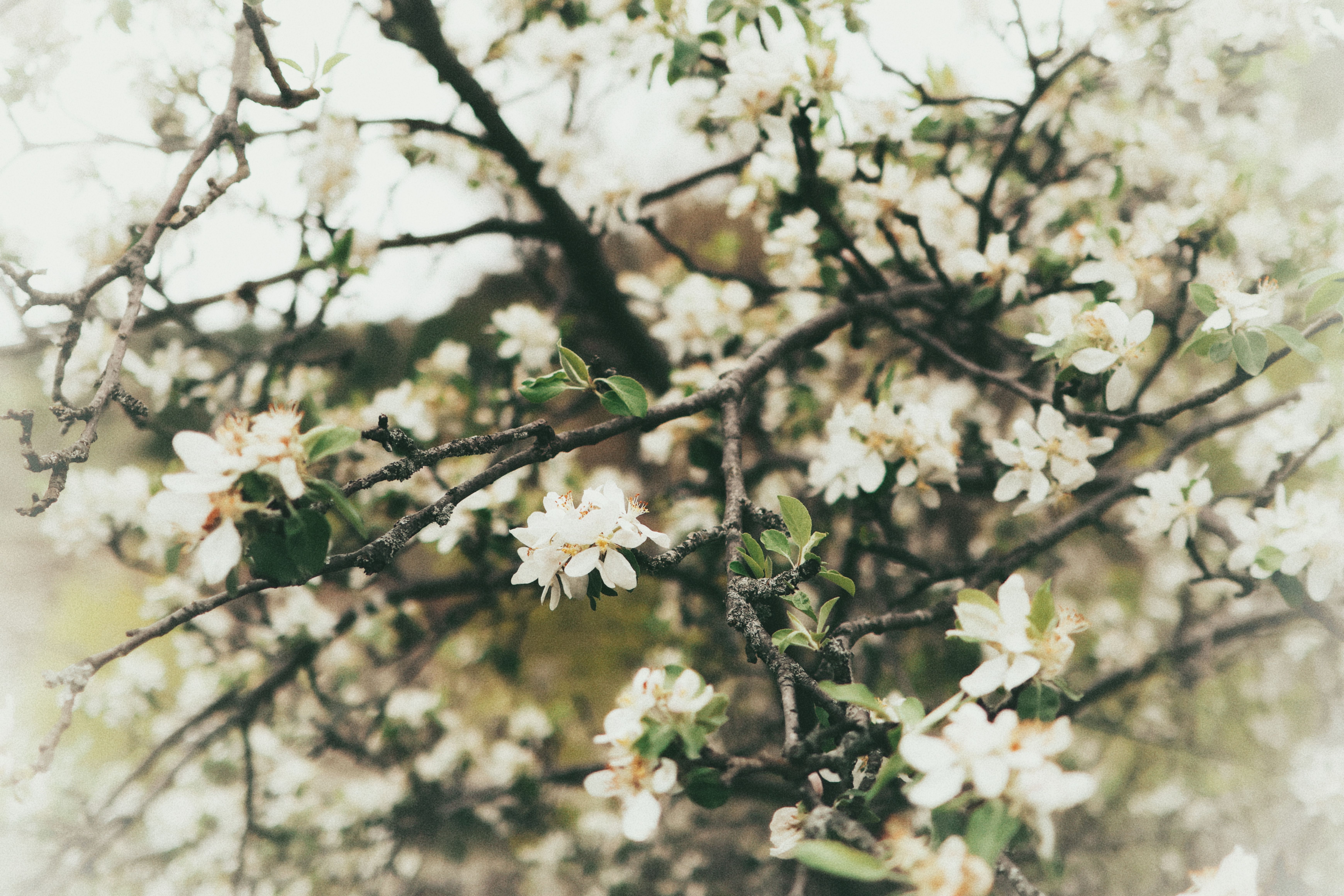 Springtime blossoms on a tree branch — catalpa tree flowering season in Surrey BC