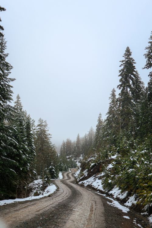 Free Serene mountain road winding through a snow-covered pine tree forest under a foggy sky. Stock Photo