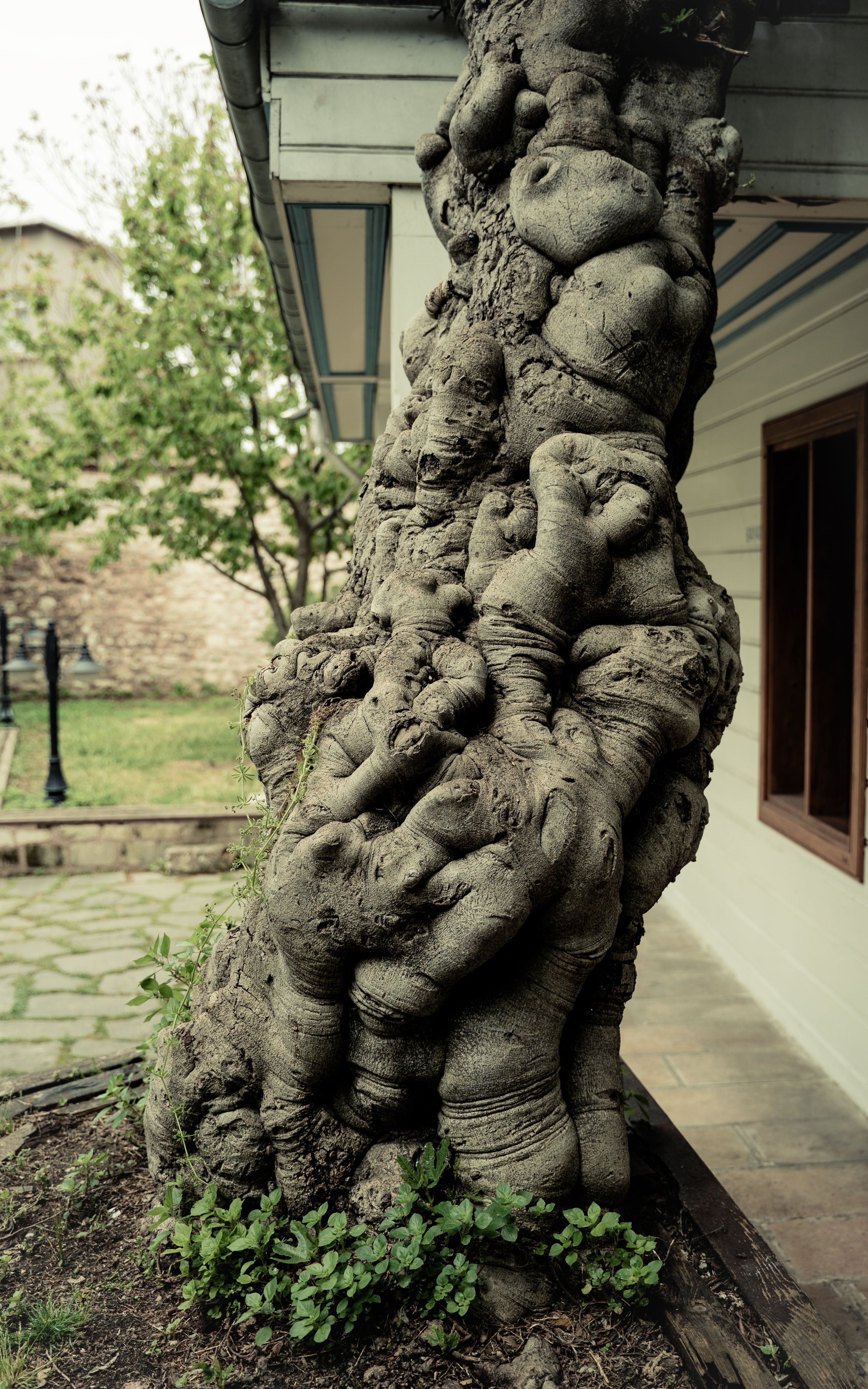 Gnarled Tree Trunk by Traditional House · Free Stock Photo