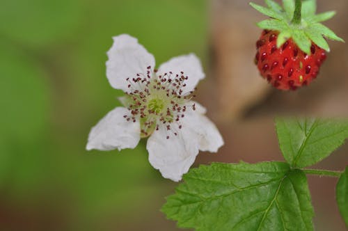 Foto profissional grátis de frutos silvestres