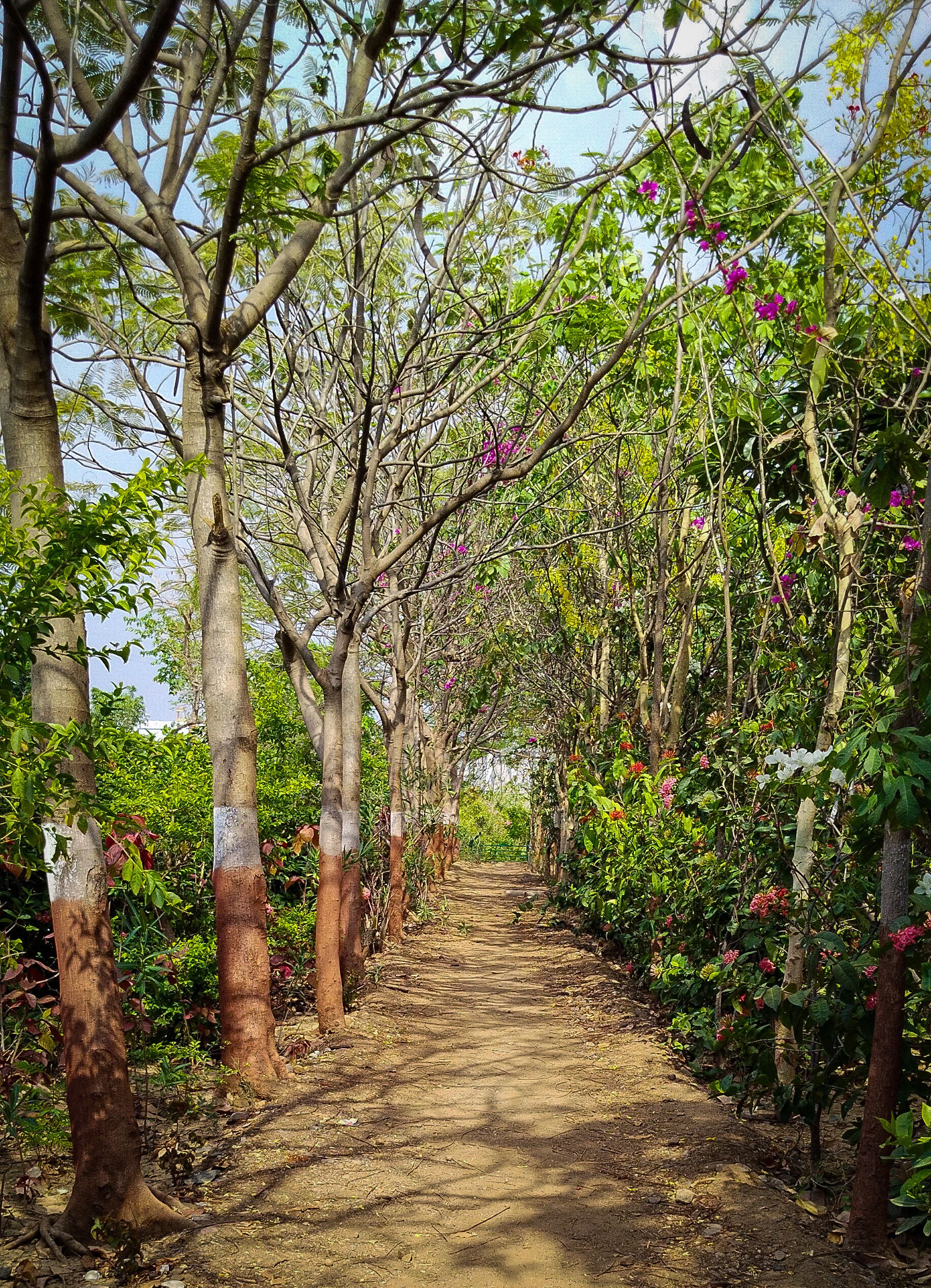 Tree-lined garden pathway, similar to Pu La Deshpande Udyan, Pune