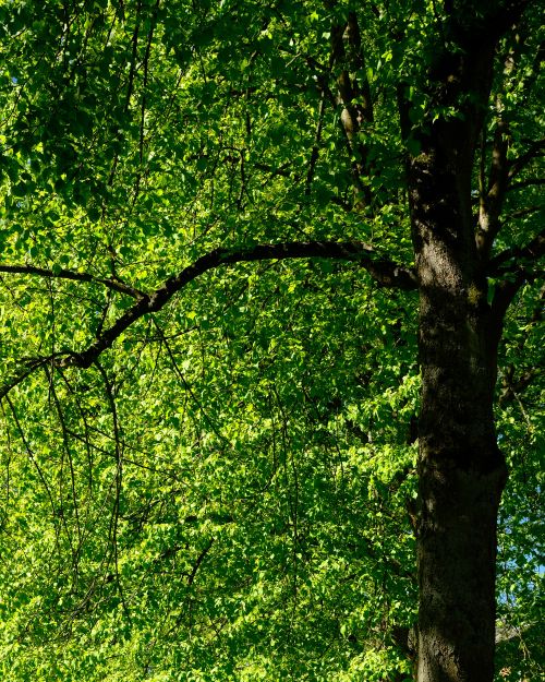 Free Bright green leaves on a tree in a lush forest setting during spring season. Stock Photo