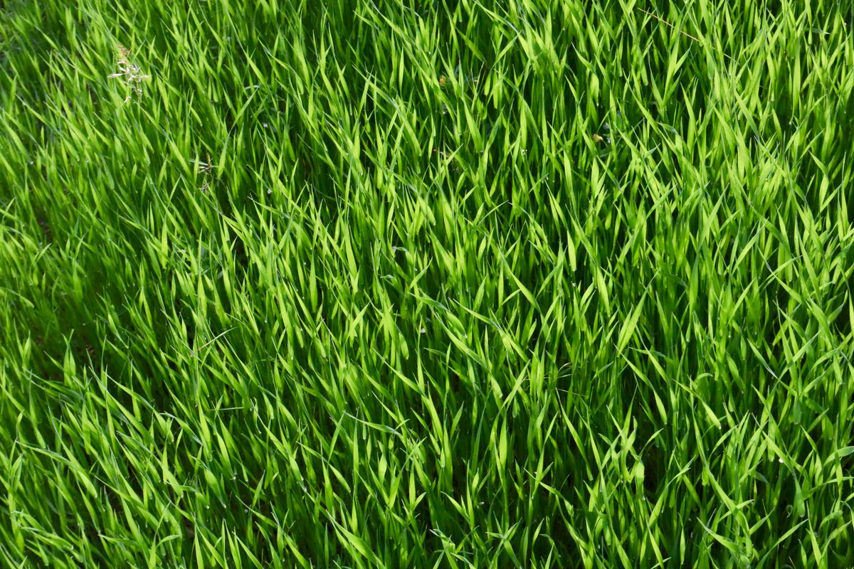 A vibrant close-up of lush green grass in Ankara, perfect for nature themes.