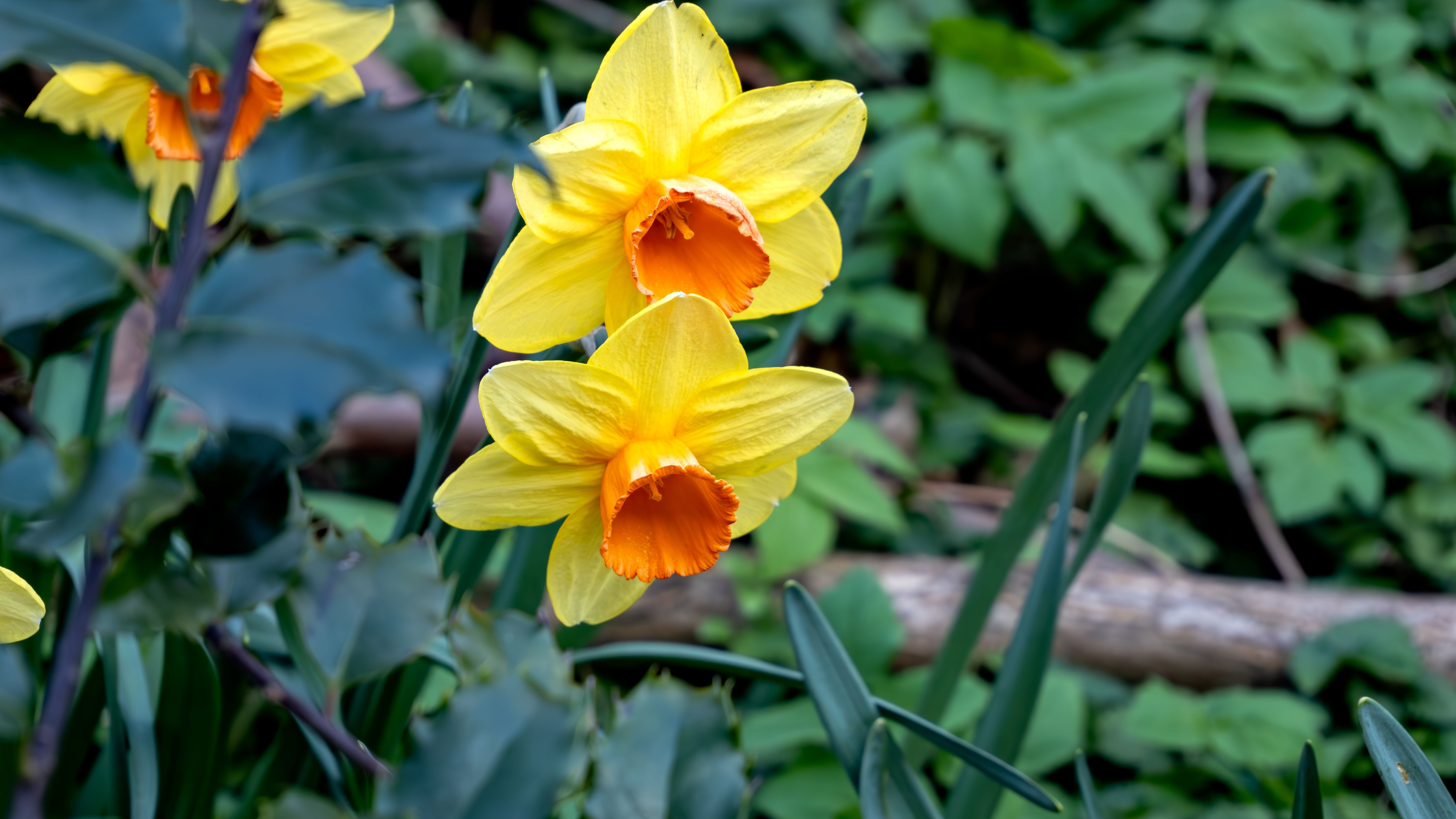Bright Yellow Daffodils in Spring Garden · Free Stock Photo