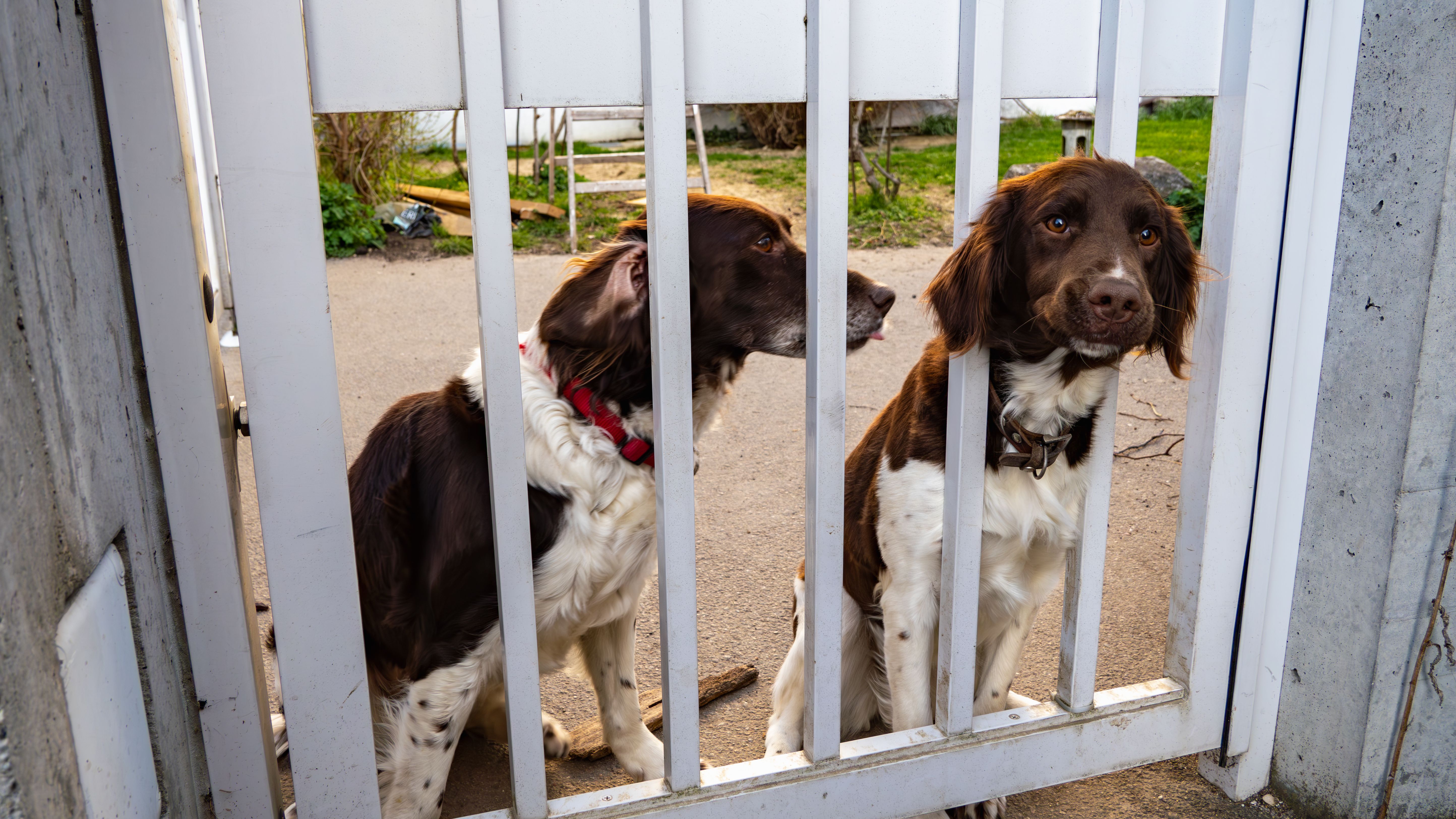 Two brown and white dogs looking through a white gate, outdoors and alert.
