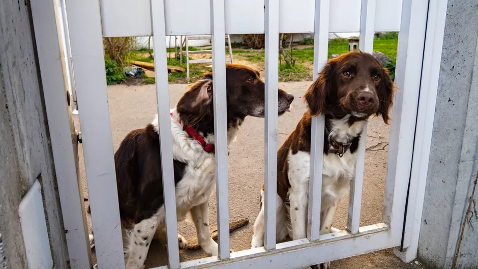 dog gates for puppies