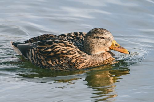 Free A detailed shot of a Mallard duck (Anas platyrhynchos) gracefully swimming on a calm body of water. Stock Photo