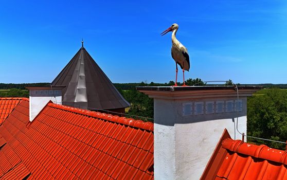 A stork stands gracefully on a rural rooftop in Poland, showcasing serene countryside views and vivid blue skies.