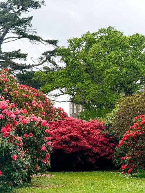 Free Vibrant azaleas and rhododendrons in full bloom at Killarney National Park, Ireland. Stock Photo