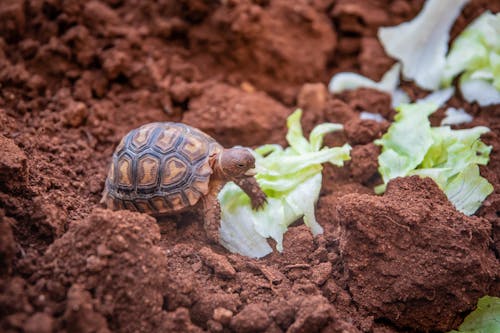 Free Photo Of Small Turtle On Soil Stock Photo