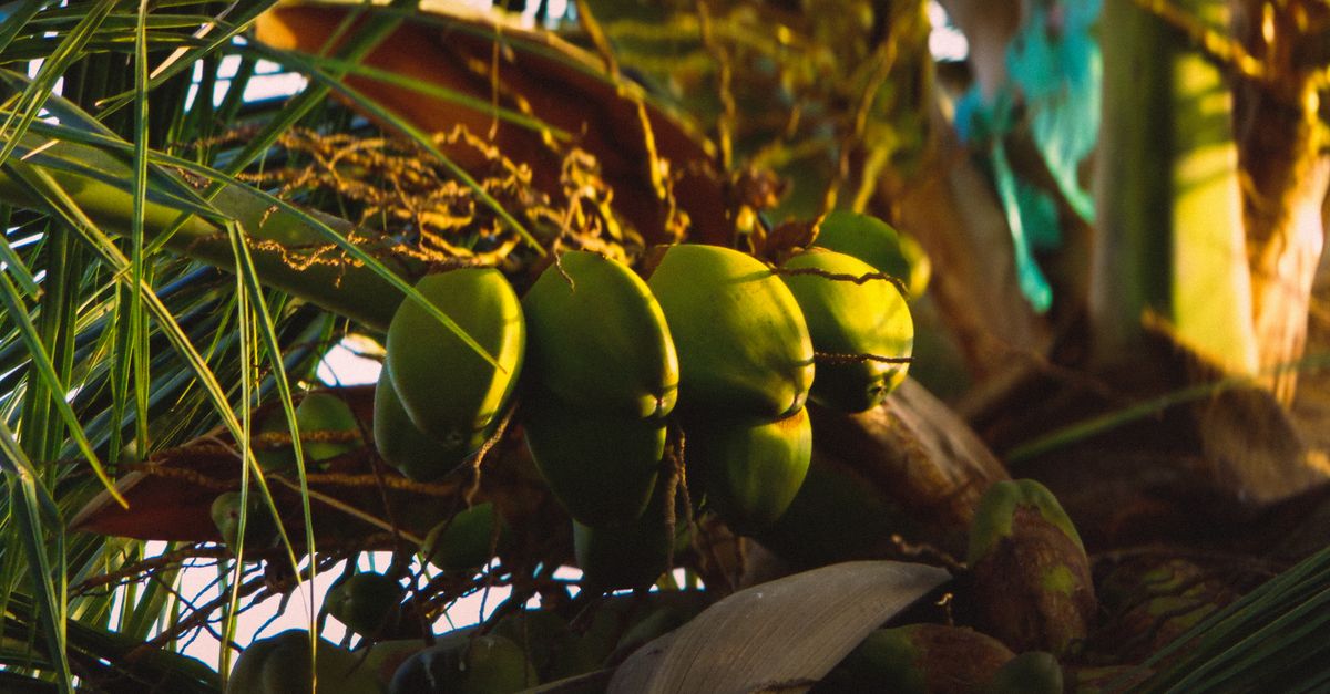 Close-up of ripe coconuts hanging from a tropical palm tree, illuminated by warm sunlight.