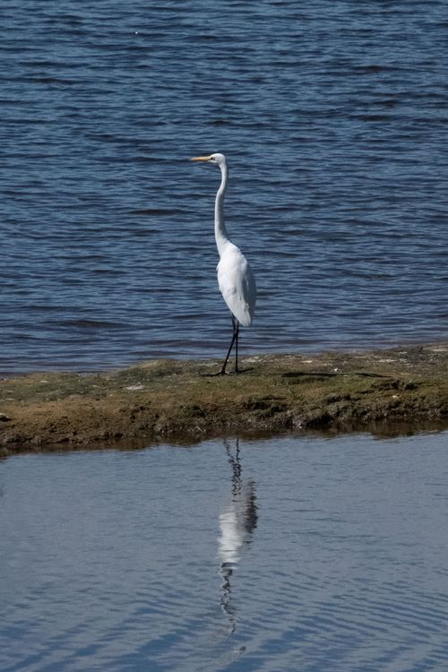 Free A Great Egret standing by the water at Lake Macdonald in Queensland, Australia, showcasing its reflection. Stock Photo