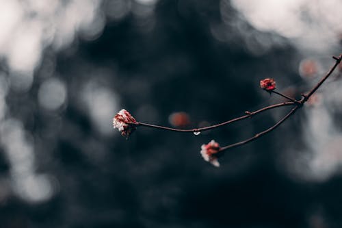 無料 赤い花のつぼみのマクロ撮影 写真素材