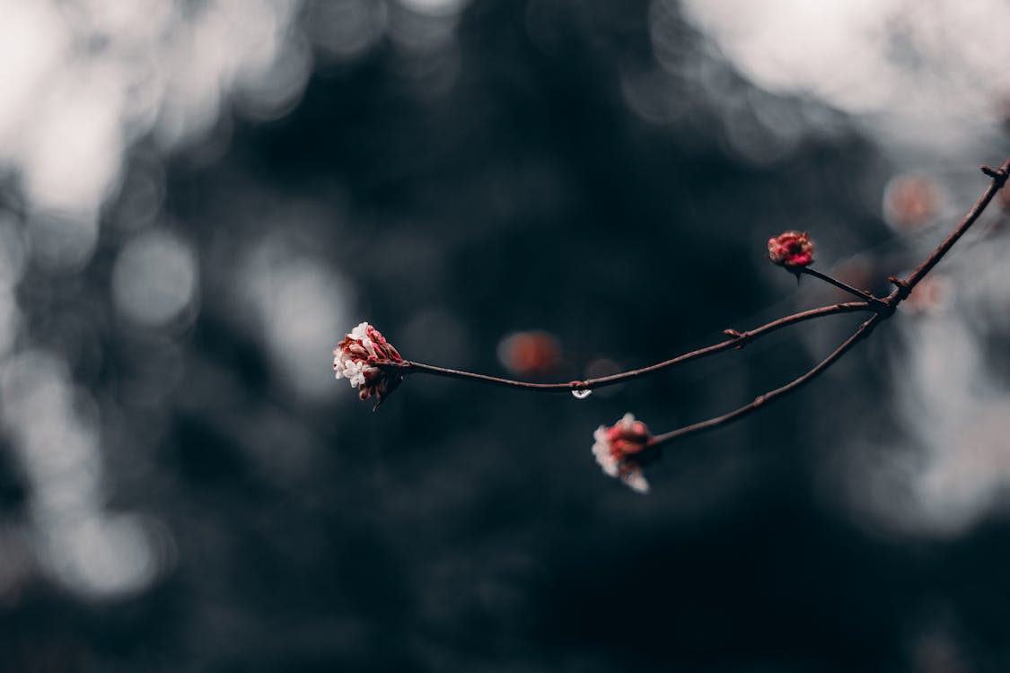 Macro Photography Of Red Flower Buds