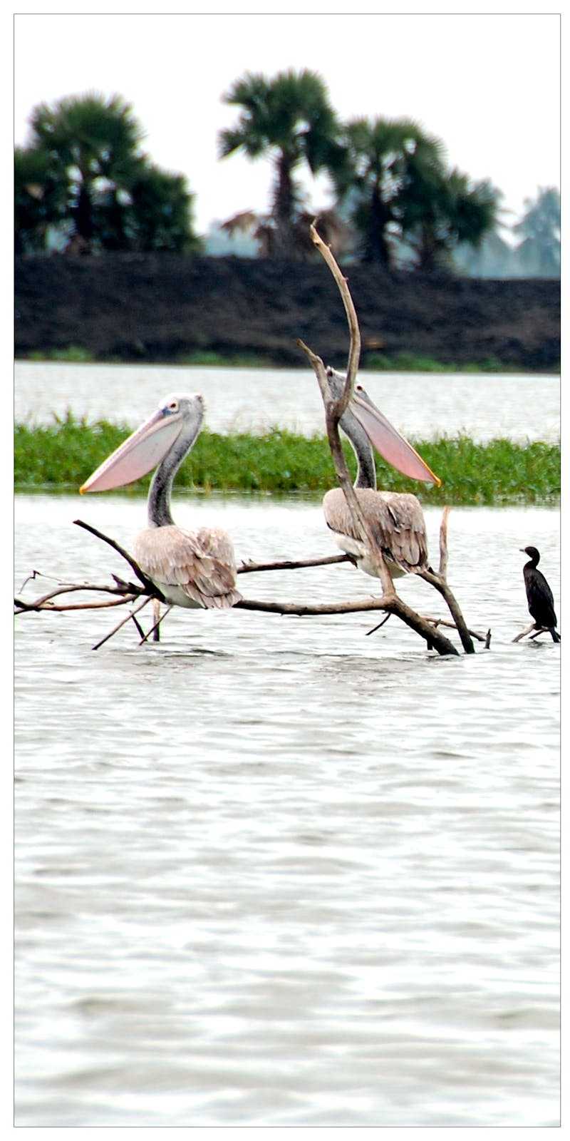 A Importância do Cronograma Capilar para Cabelos com Química